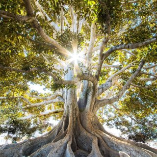 Médailles Arbre de vie